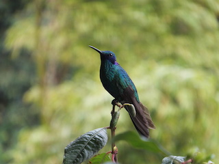 Violet ear hummingbird